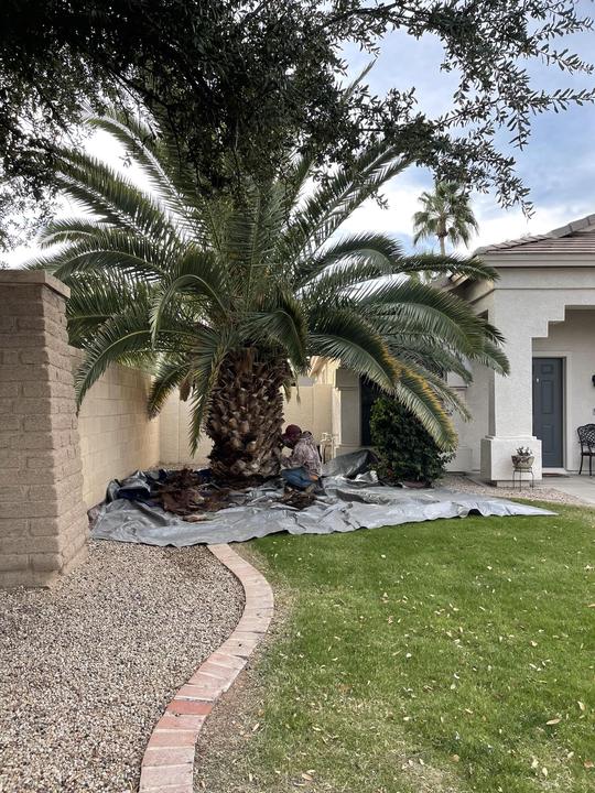 Palm trimming with tarps down to protect the yard
