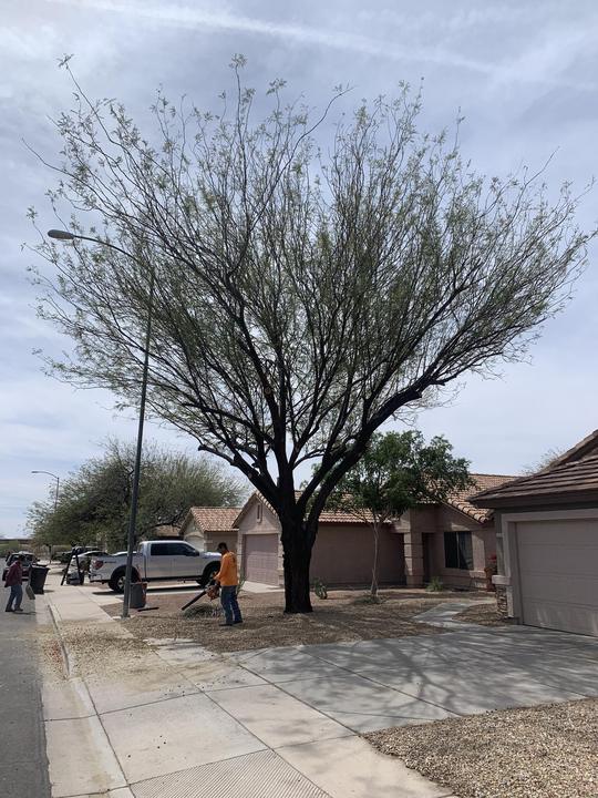 Neighborhood shade tree after trimming