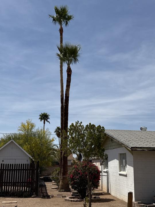 Tall palms trimmed clean beside a home